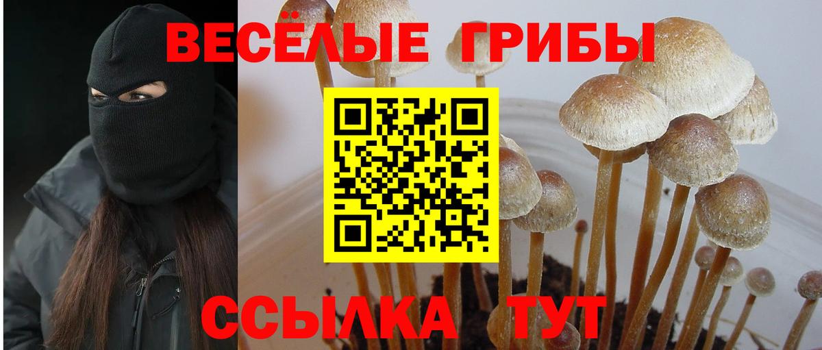 Галлюциногенные грибы Psilocybe Менделеевск